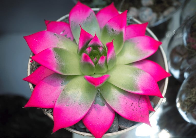 Succulent with painted leaves