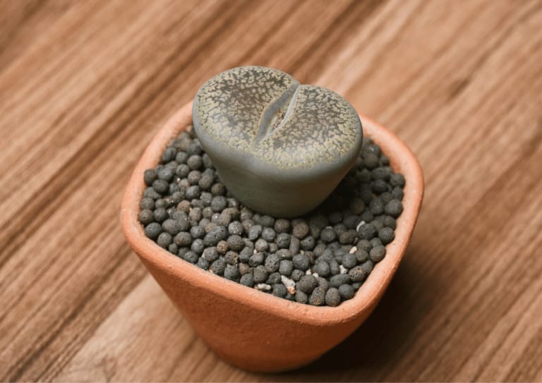 A lithops plant that is about to split