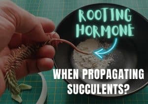 A succulent cutting that has been dipped in rooting hormone