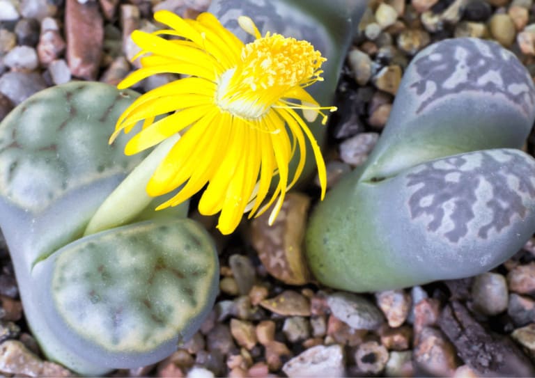 Lithops flowering with a yellow flower