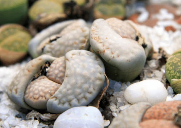 Lithops growing new leaves
