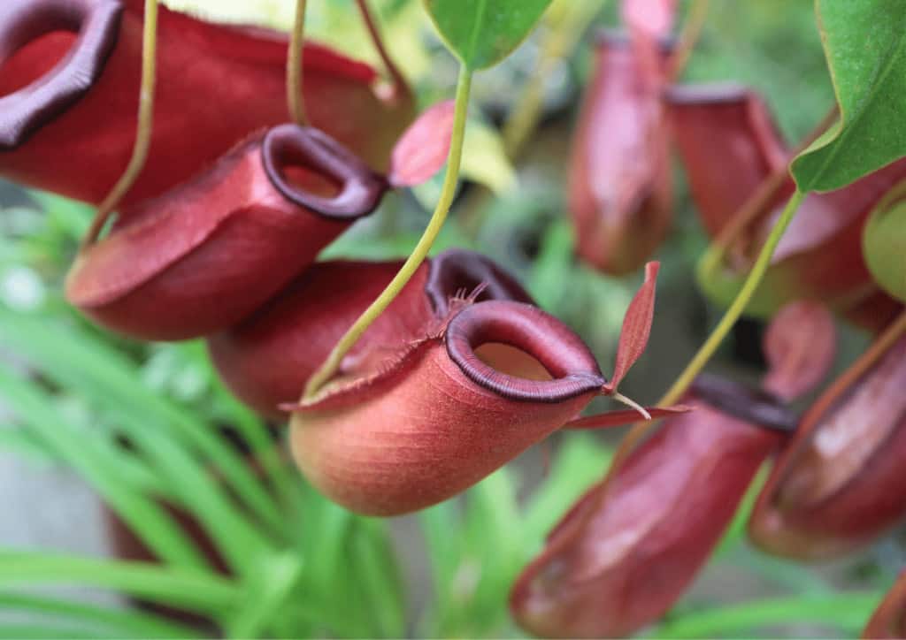 A close of up a collection of red Nepenthes pitchers