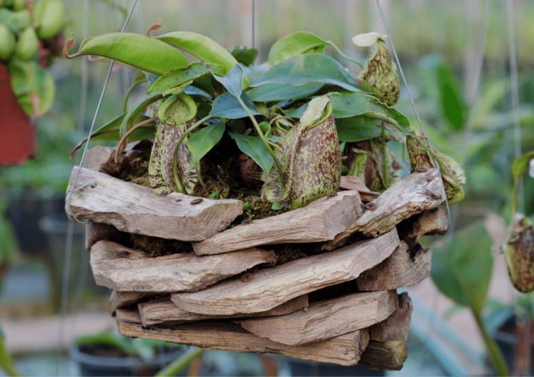 A Nepenthes plant in a hanging basket