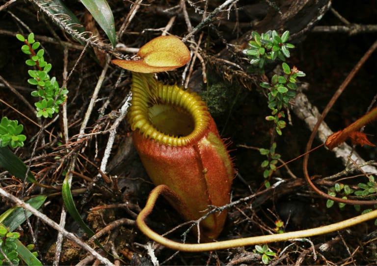 A Nepenthes pitcher in its natural environment