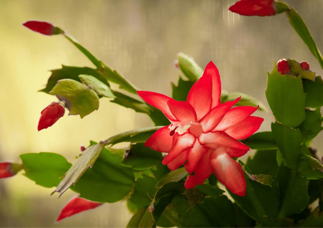 do-christmas-cactus-flowers-change-colors-eden-indoors