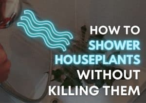 Watering a collection of houseplants in a shower