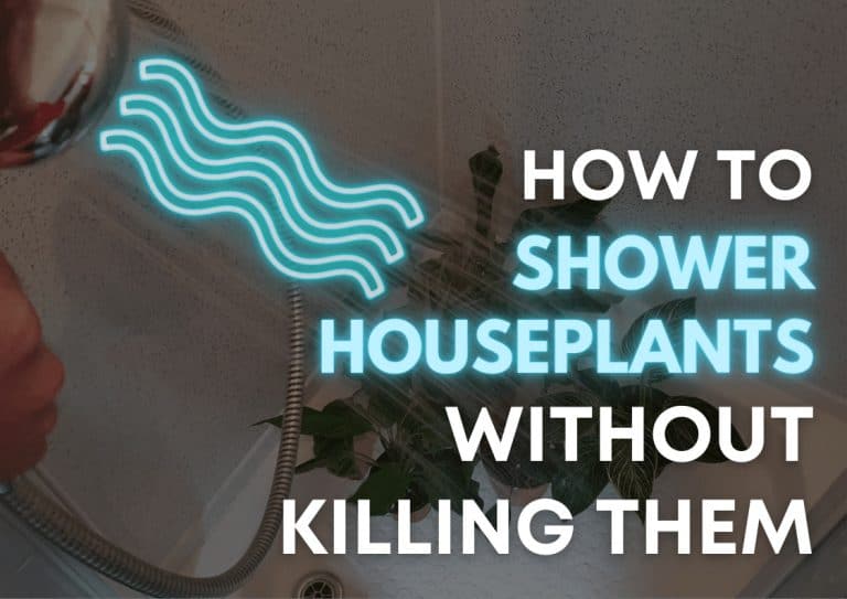 Watering a collection of houseplants in a shower
