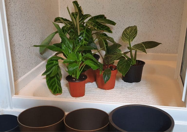 Houseplants in a shower tray after being watered