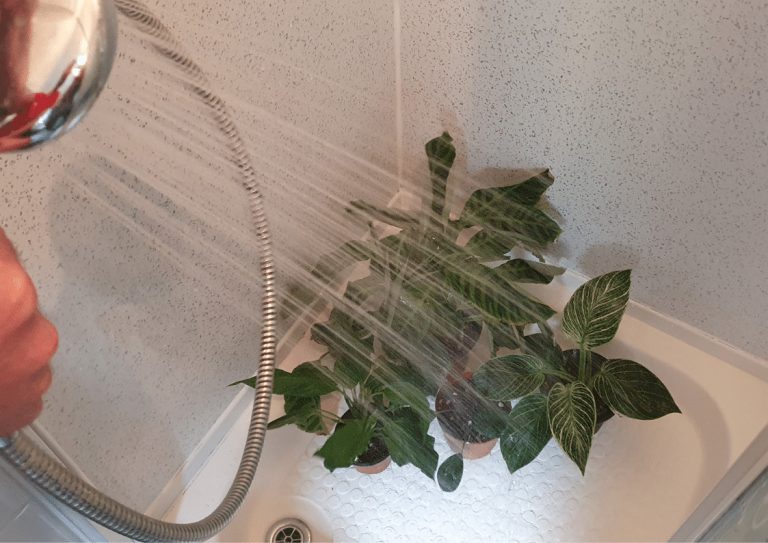 Houseplants being showered with water in a shower cubicle
