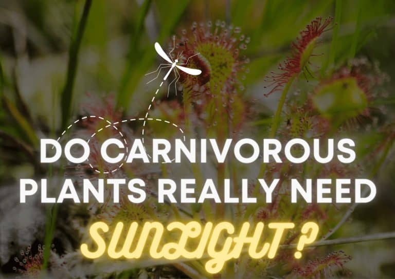 A drosera plant in direct sunlight overlaid with the text 'do carnivorous plants really need sunlight?'