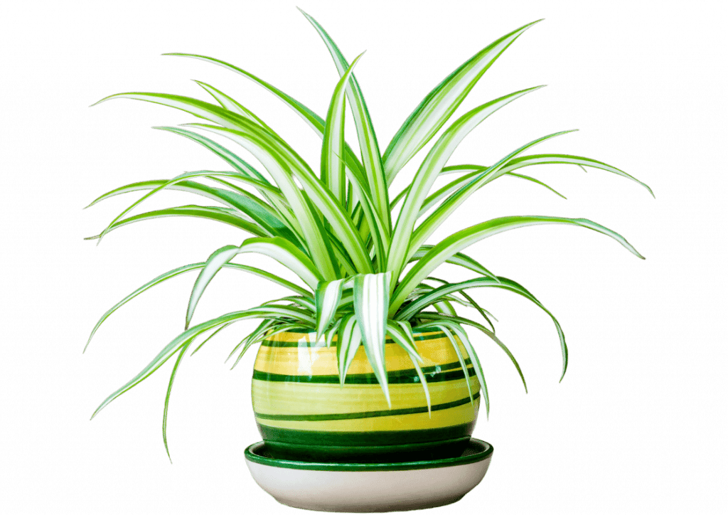 spider-plants-eden-indoors