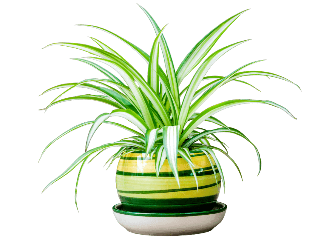 spider-plants-eden-indoors