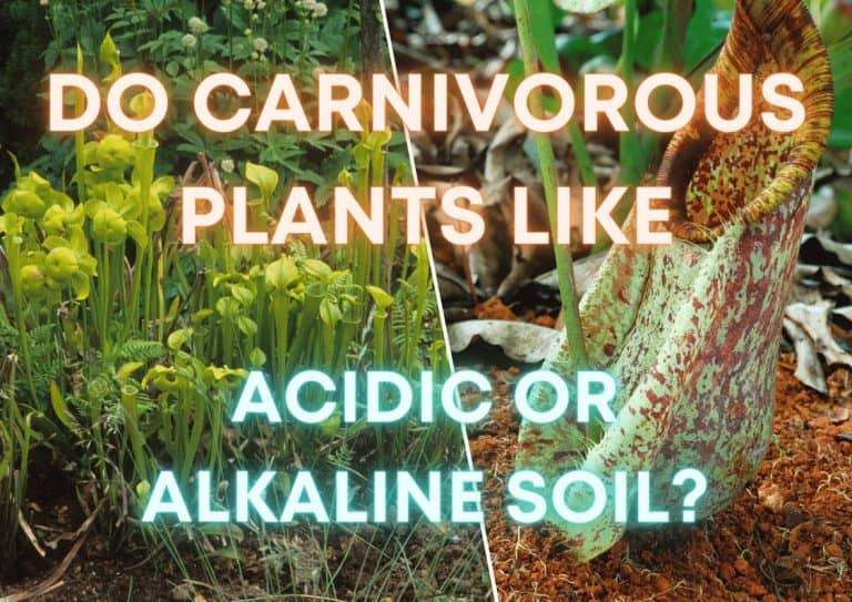 A selection of carnivorous plants in their natural environment overlaid with the text 'do carnivorous plants like acidic or alkaline soils?'