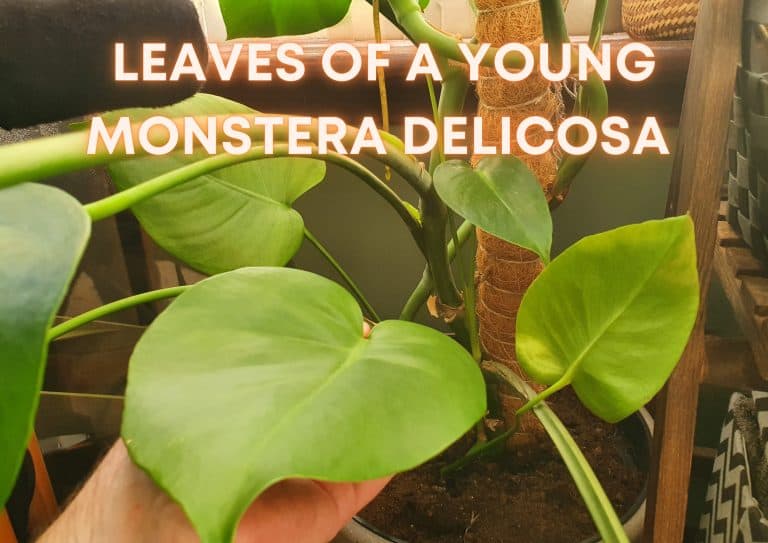 Leaves of a young Monstera deliciosa plant which have yet to display splits