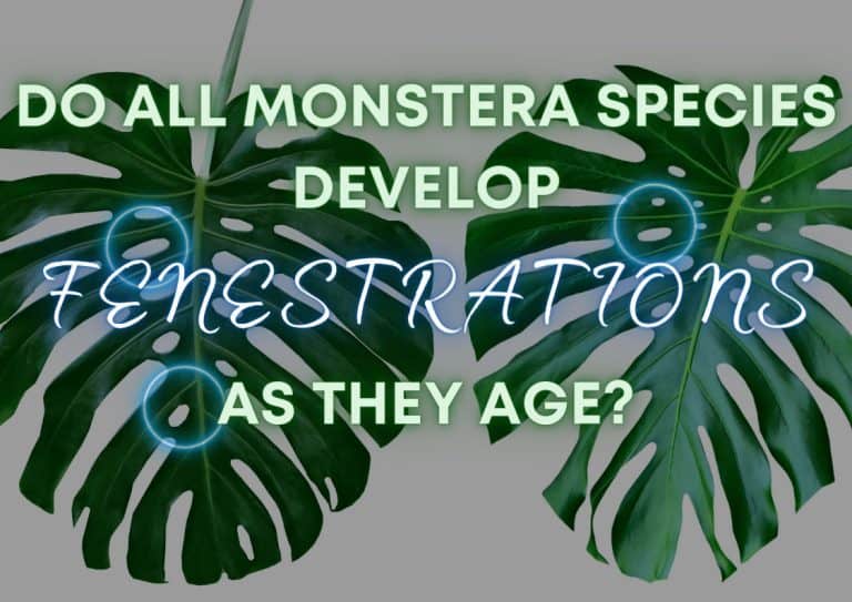A pair of Monstera deliciosa leaves with fenestrations and splits highlighted by blue circles