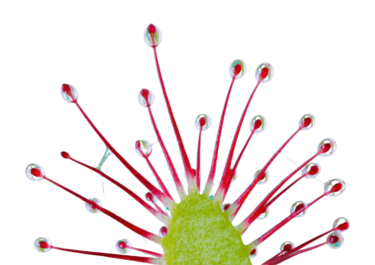 A close up of a Drosera plant with sticky dew on its tentacles