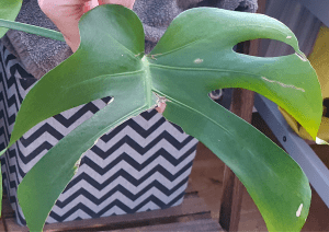 A damaged monstera leaf still attached to the parent plant overlaid with the text 'should I cut off damaged monstera leaves?'
