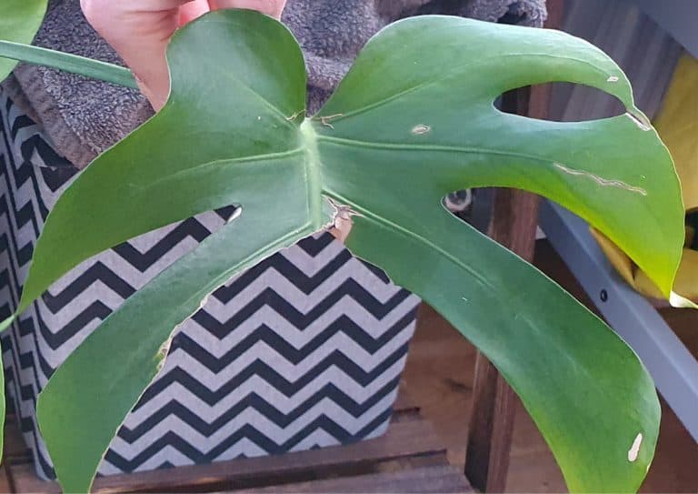 A mature Monstera deliciosa leaf that has been damaged and is missing approximately half of leaf blade