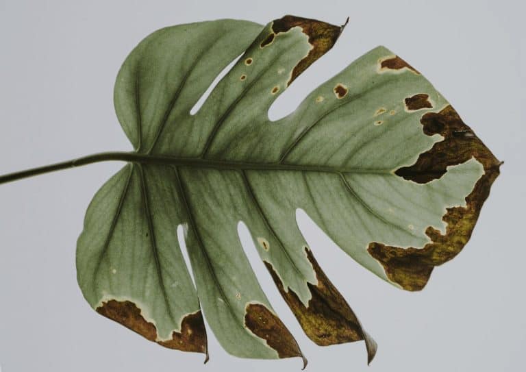 A Monstera leaf that has been damaged by disease