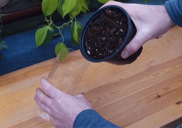 Transferring houseplant compost from one pot to another