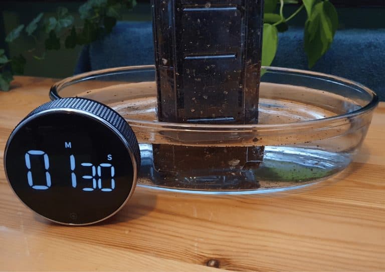 A houseplant being watered from bottom up as it stands in a glass dish full of water