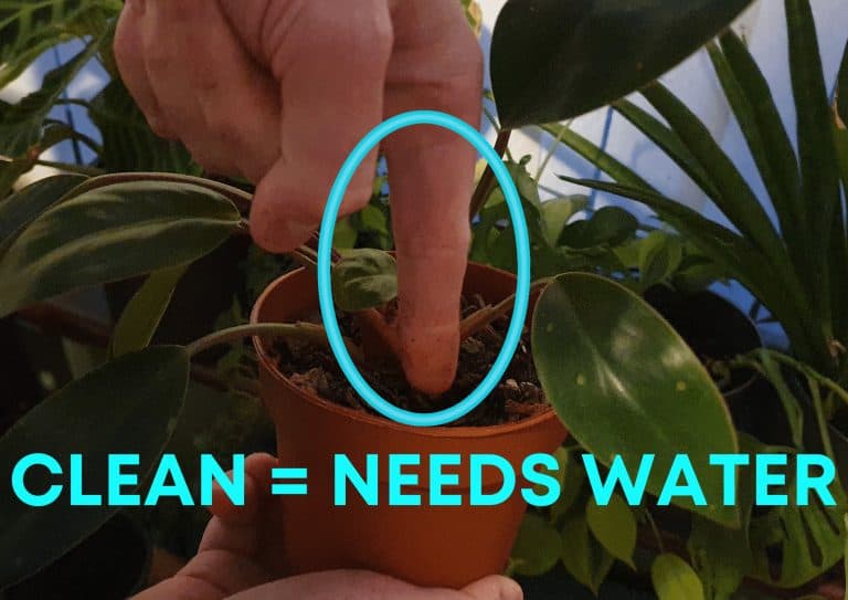 Using the finger dip method to check when a houseplant needs water