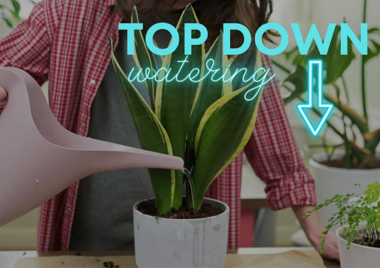 A sansevieria plant being watered on a bench using a watering can