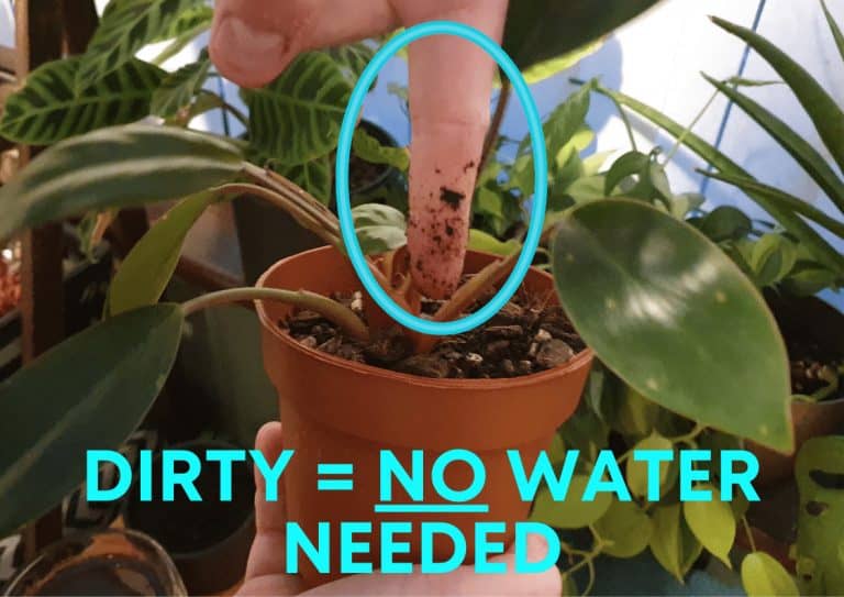 A finger being dipped into houseplant soil to check whether the plant needs watering