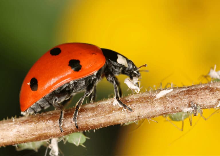 A ladybug eating aphids and whiteflies from a plant stem