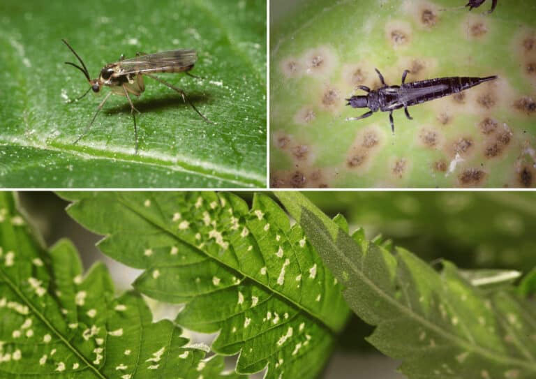 A collection of houseplant pests