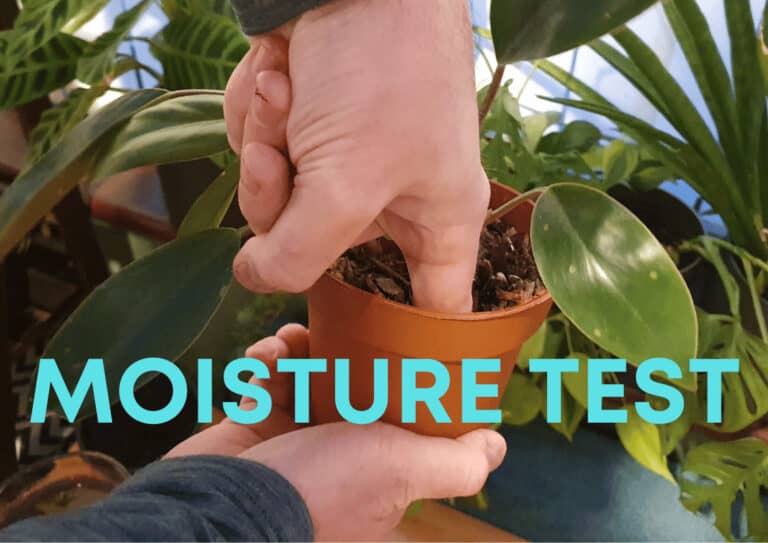 Testing soil with a finger to know when a houseplant needs water