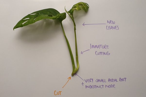 An immature Monstera adansonii cutting