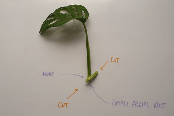 An ideal Monstera adansonii cutting