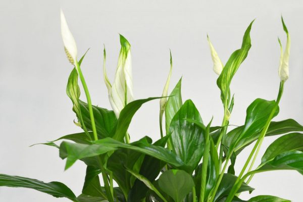 Close up of flowering peace lily Peace Lilly