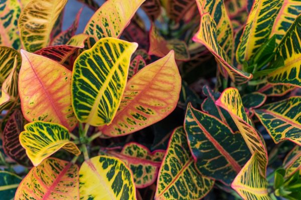 Croton (Codiaeum variegatum) plants with colorful leaves in tropical garden. Croton House Plant