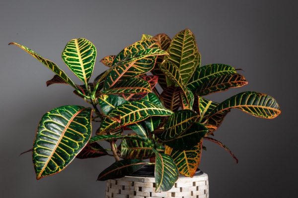 Croton Plant Against a Grey Background Croton Houseplant