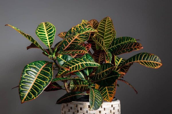 Croton Plant Against a Grey Background Croton Houseplant