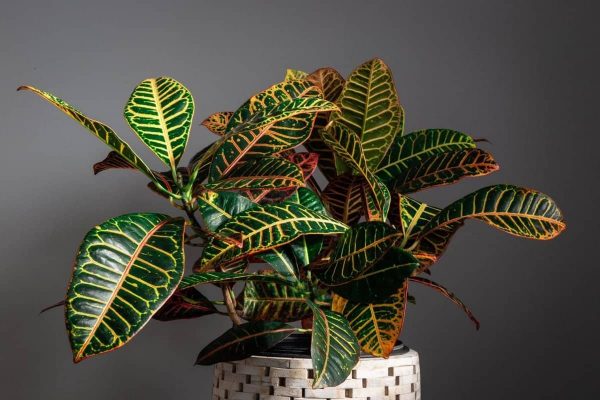 Croton Houseplant