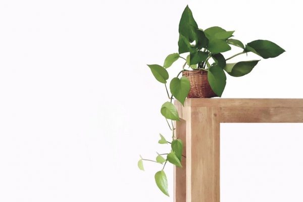 Golden pothos in the basket on wood Pothos Houseplant