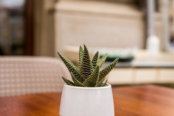 Small Cacti in a white pot