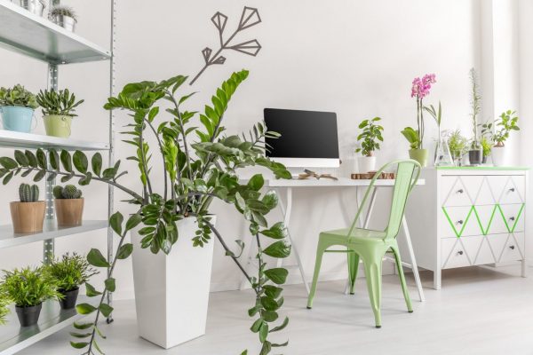 Houseplants in a bright, minimalist interior Shot of a houseplants in a bright, minimalist home office interior