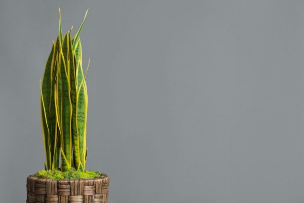 Interior decoration. Snake plant in pot over background Snake Plant