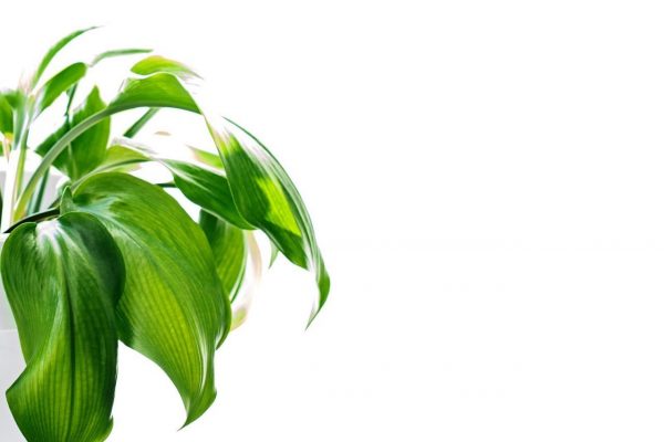 Leaves of a home plant. Isolate, copy space. Garden care. Sunny spring morning ficus. Oxygen in the flat houseplant