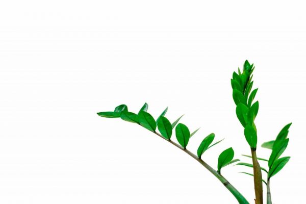 Zamioculcas Zamiifolia (AKA: ZZ PLANT) ZZ Plant
