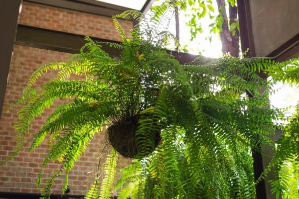 giant boston fern hanging pot Hanging Green Fern