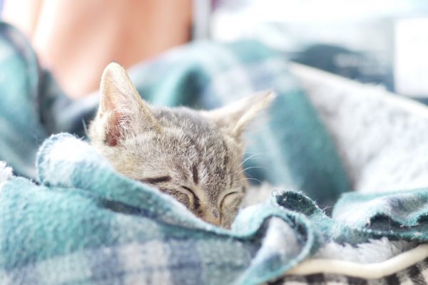 sleeping cat sleeping cat