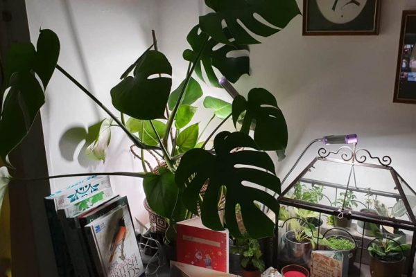 Our own Vogek Grow Lamp provides light to a terrarium and a large Monstera