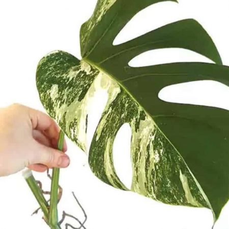 Variegated Monstera Cutting