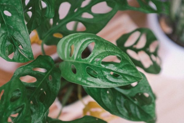 Monstera adansonii photo by Huy Phan on Unsplash