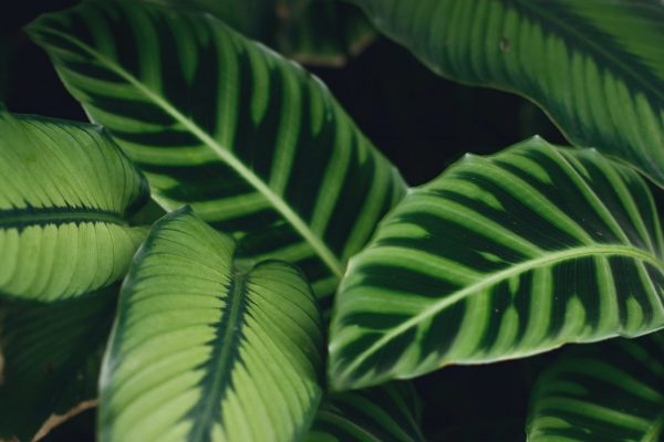 Photo by vaun0815 on Unsplash